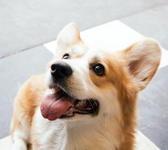 therapiehond vooor ouderen