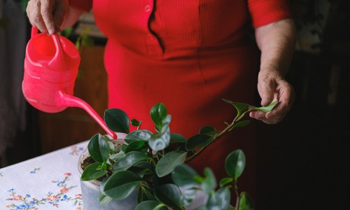 oudere verzorgt plantjes