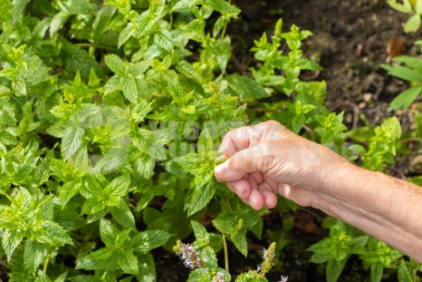 Oudere in moestuin