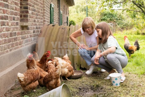 Oudere geeft kippen eten met kleindochter