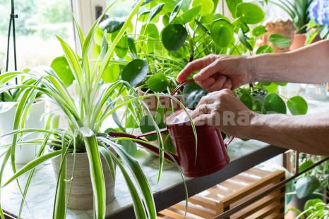 Oudere geeft planten water