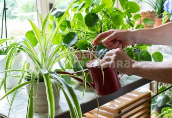 Oudere geeft planten water
