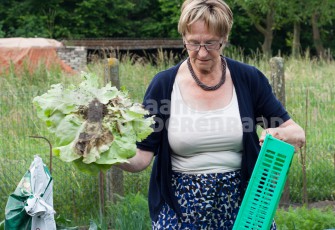 Vaneerdewegh Silke